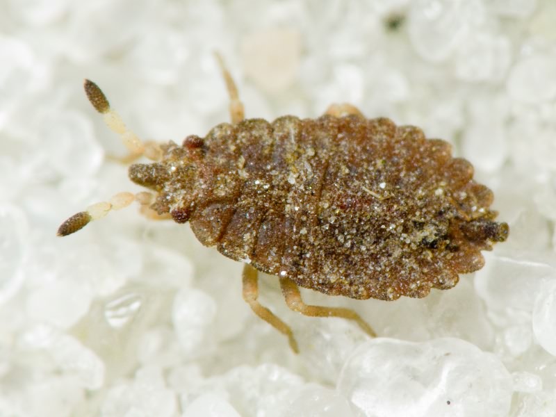 Aradus cinnamomeus Panzer, 1806